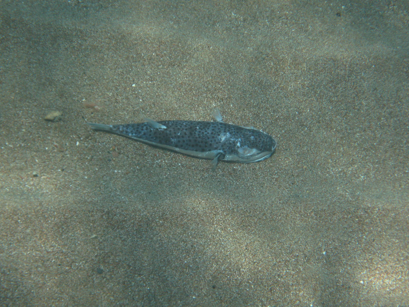 ID carcassa a Rodi (Lagocephalus sceleratus)